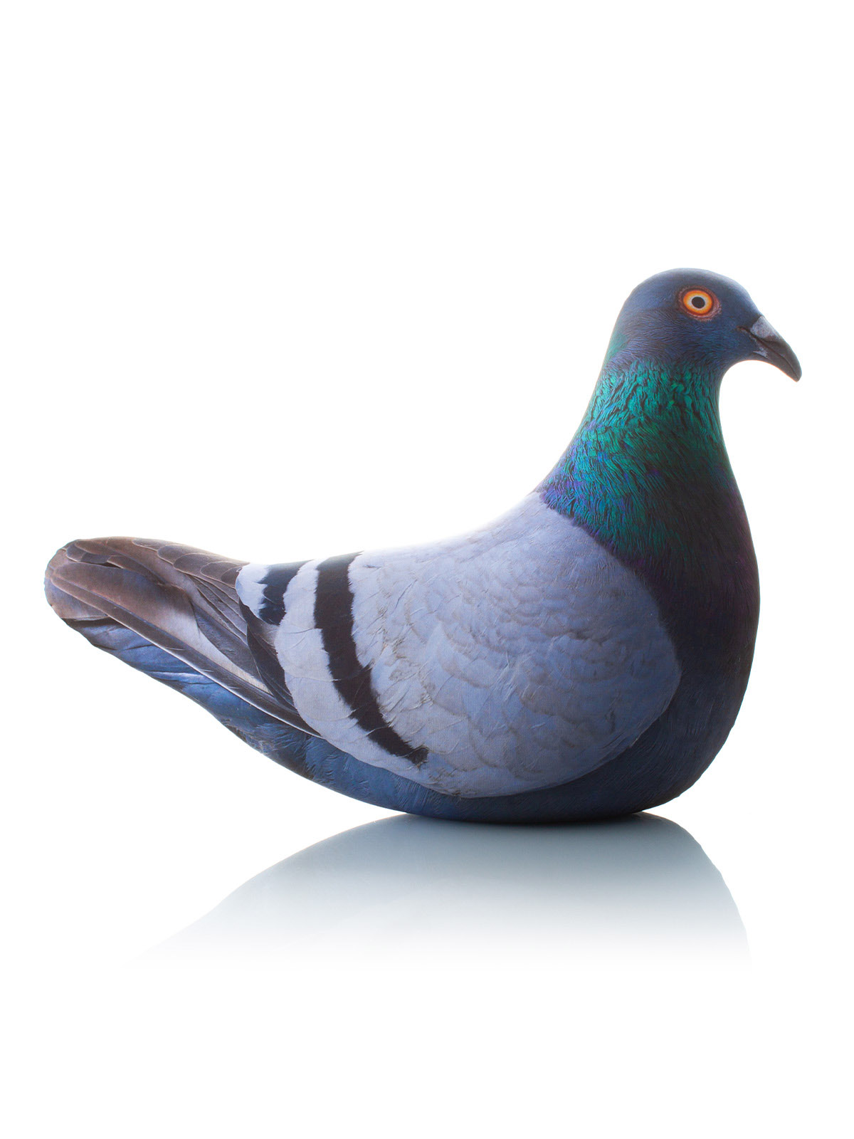 306 Голубь Сизый XL 2