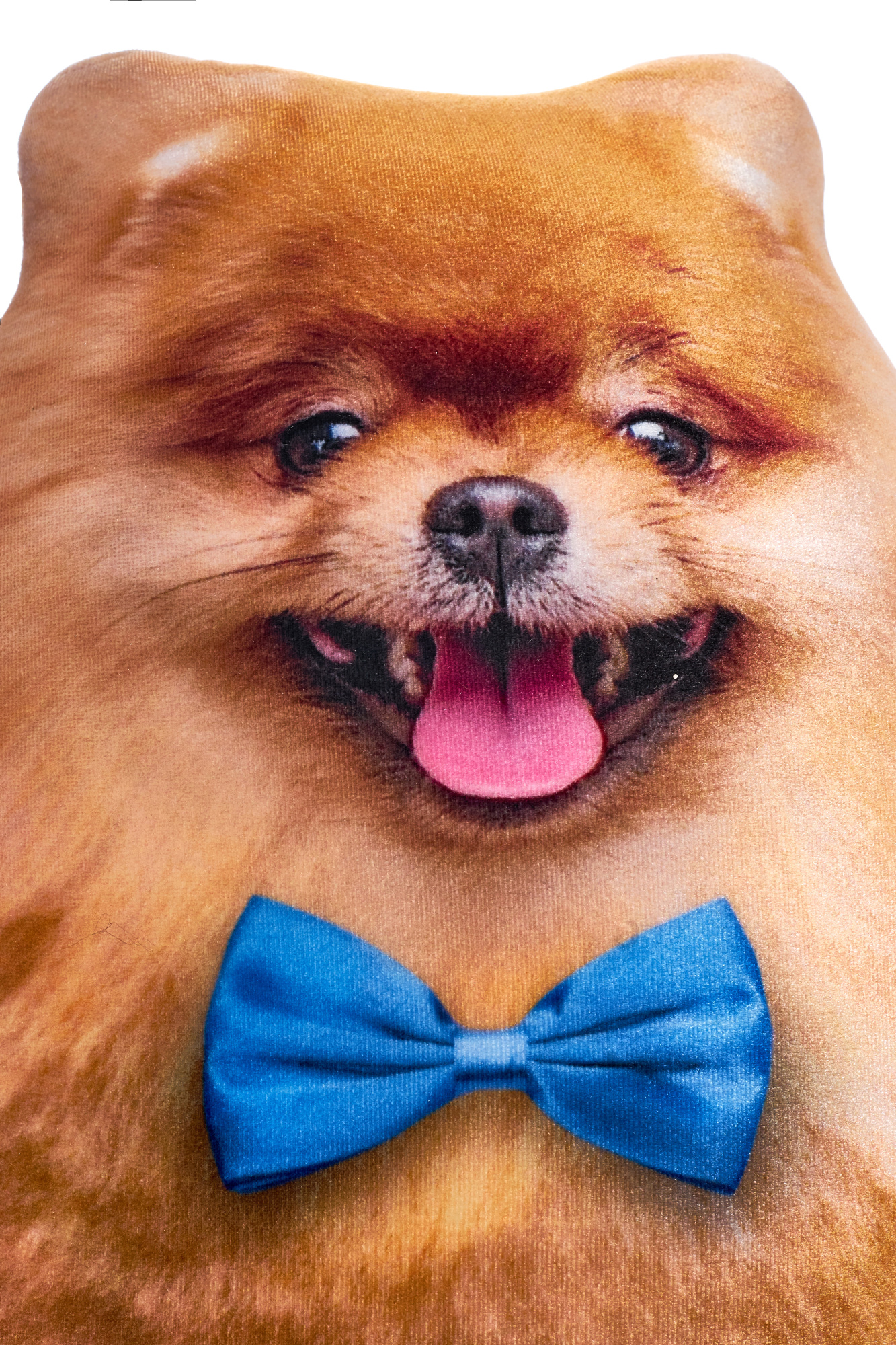 245 Настоящий Шпиц 5